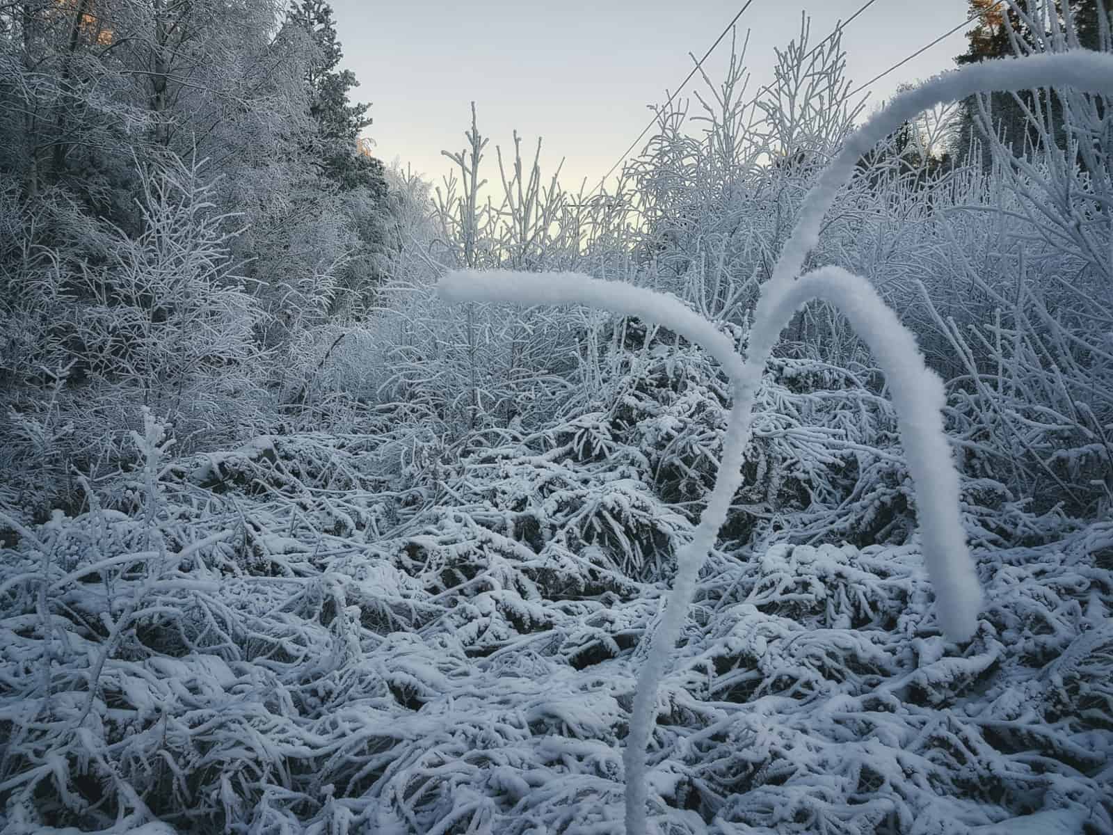 Snötäckt skog i Västerås